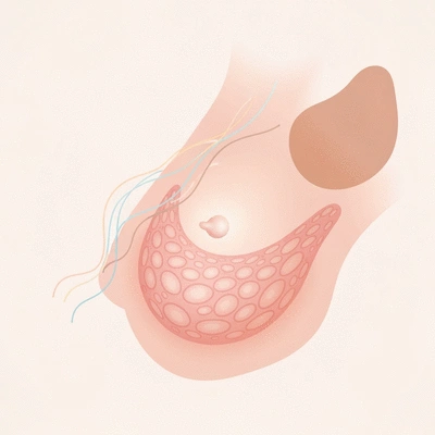 Stylized illustration of female hormones affecting breast tissue, representing estrogen and progesterone impacts